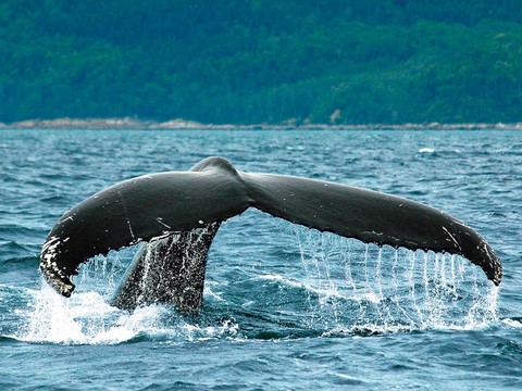 Excursion aux baleines